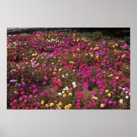bloemen van de gele rozenmos (Portulaca Grandiflor Poster (Voorkant)