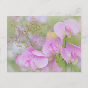 Bloemen van de Lathyrus Seabeck, WA Briefkaart