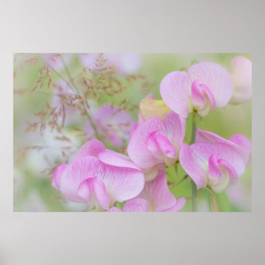 Bloemen van de Lathyrus | Seabeck, WA Poster (Voorkant)