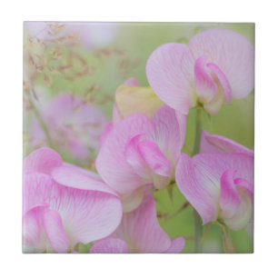 Bloemen van de Lathyrus Seabeck, WA Tegeltje