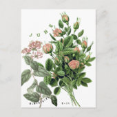 Bloemen van de maand juni Kamperfoelie Roos Briefkaart (Voorkant)