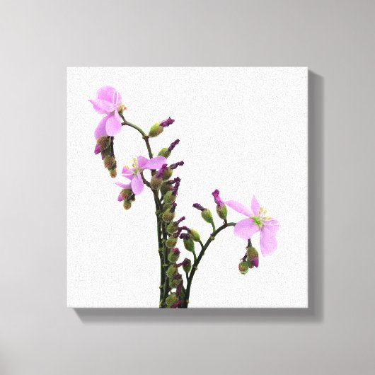 Bloemen van de purperen zonnedauw canvas afdruk (Voorkant)