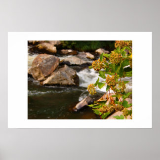 bloemen van de rivier poster