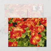 Bloemen van de rode Begonia X Rex Cultorum (Rex Be Briefkaart (Voorkant / Achterkant)