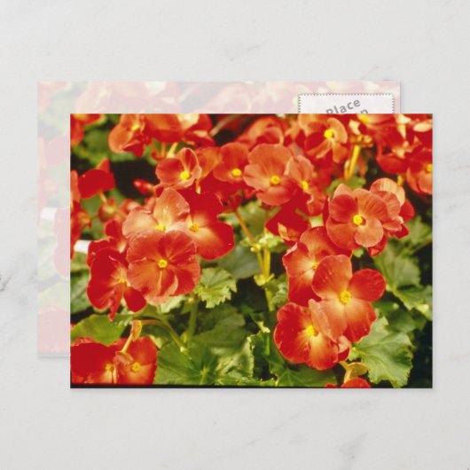 Bloemen van de rode Begonia X Rex Cultorum (Rex Be Briefkaart (Voorkant / Achterkant)