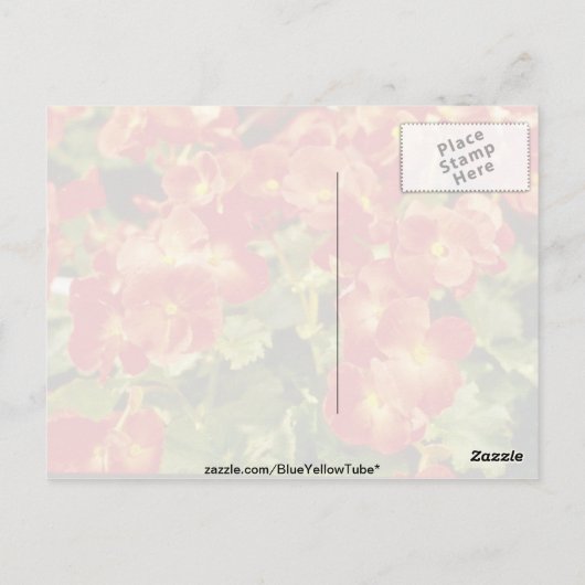 Bloemen van de rode Begonia X Rex Cultorum (Rex Be Briefkaart (Achterkant)
