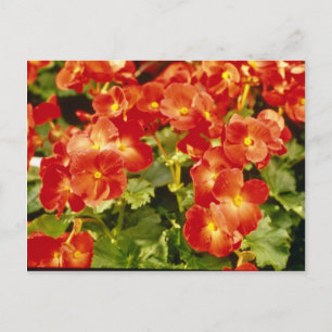 Bloemen van de rode Begonia X Rex Cultorum (Rex Be Briefkaart