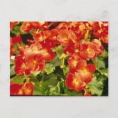 Bloemen van de rode Begonia X Rex Cultorum (Rex Be Briefkaart (Voorkant)