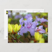 Bloemen van de Schotse Hooglanden Briefkaart (Voorkant / Achterkant)