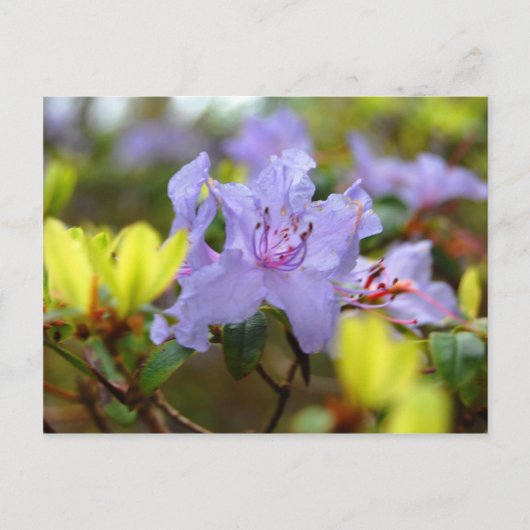 Bloemen van de Schotse Hooglanden Briefkaart (Voorkant)