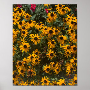 Bloemen van de zwarteoogsusanna, bloemstuk, fotogr poster
