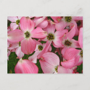 Bloemen van Dogwood Briefkaart