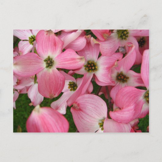 Bloemen van Dogwood Briefkaart (Voorkant)