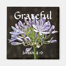 Bloemen van Faith Jonah Agapanthus Magnet