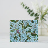 Bloemen van Fluitenkruid Briefkaart (Staand voorkant)