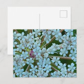 Bloemen van Fluitenkruid Briefkaart (Voorkant / Achterkant)