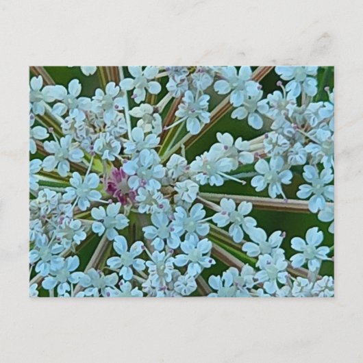 Bloemen van Fluitenkruid Briefkaart (Voorkant)