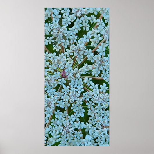 Bloemen van Fluitenkruid Poster (Voorkant)