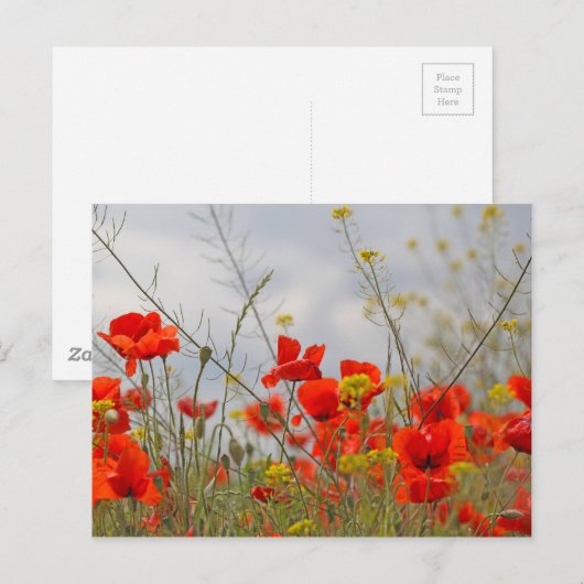 Bloemen van gewone papaver in een veld. briefkaart (Voorkant / Achterkant)