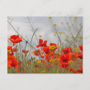 Bloemen van gewone papaver in een veld. briefkaart
