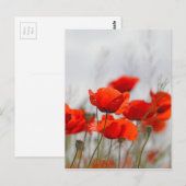 Bloemen van gewone papaver in een veld. briefkaart (Voorkant / Achterkant)