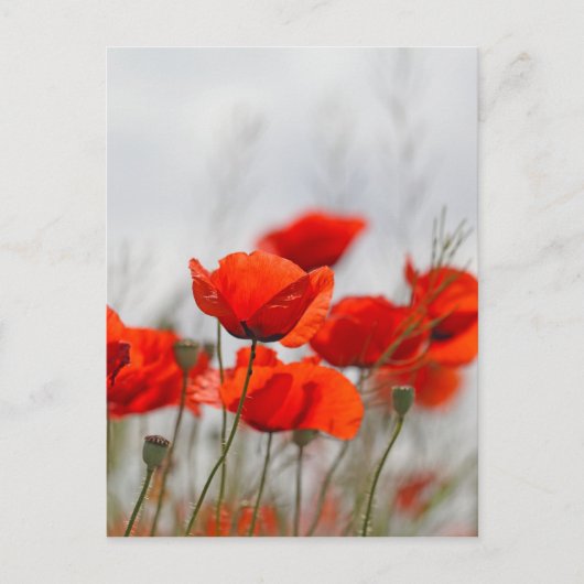 Bloemen van gewone papaver in een veld. briefkaart (Voorkant)