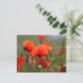 Bloemen van gewone papaver in een veld. briefkaart (Staand voorkant)