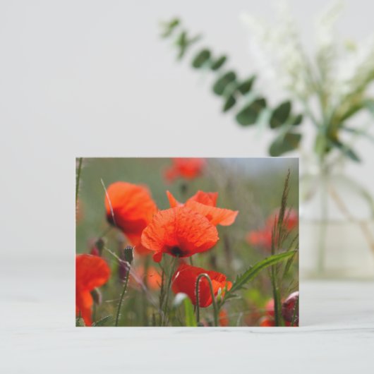 Bloemen van gewone papaver in een veld. briefkaart (Staand voorkant)