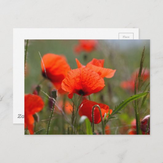 Bloemen van gewone papaver in een veld. briefkaart (Voorkant / Achterkant)