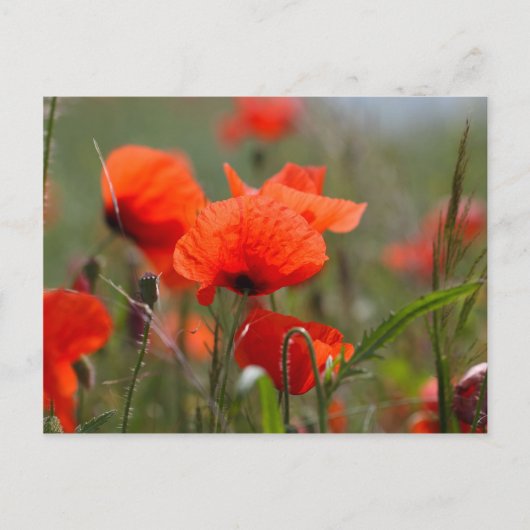 Bloemen van gewone papaver in een veld. briefkaart (Voorkant)