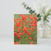 Bloemen van gewone papaver in een veld. briefkaart (Staand voorkant)