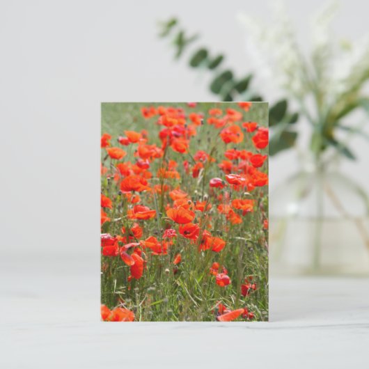 Bloemen van gewone papaver in een veld. briefkaart (Staand voorkant)
