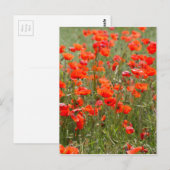 Bloemen van gewone papaver in een veld. briefkaart (Voorkant / Achterkant)