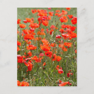 Bloemen van gewone papaver in een veld. briefkaart
