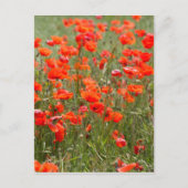 Bloemen van gewone papaver in een veld. briefkaart (Voorkant)
