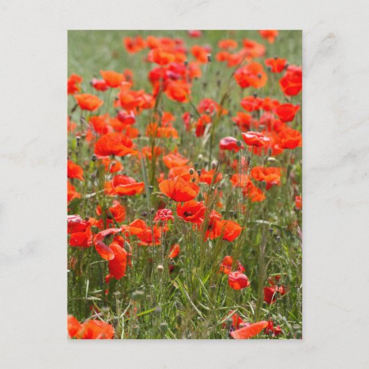 Bloemen van gewone papaver in een veld. briefkaart (Voorkant)