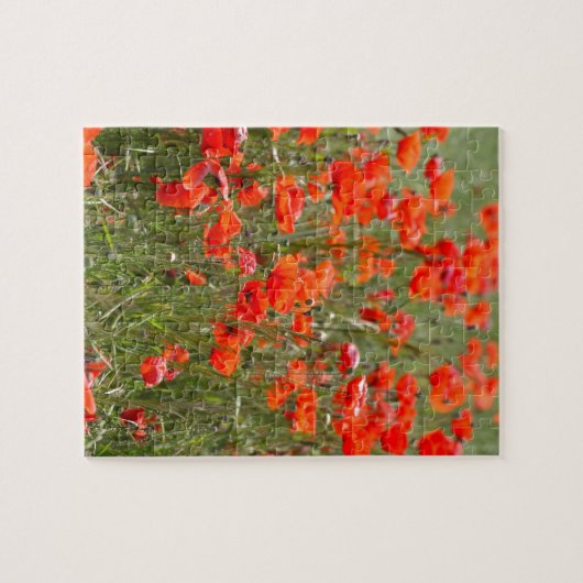 Bloemen van gewone papaver in een veld. legpuzzel (Horizontaal)