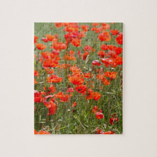 Bloemen van gewone papaver in een veld. legpuzzel