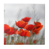 Bloemen van gewone papaver in een veld. tegeltje (Voorkant)