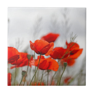 Bloemen van gewone papaver in een veld. tegeltje