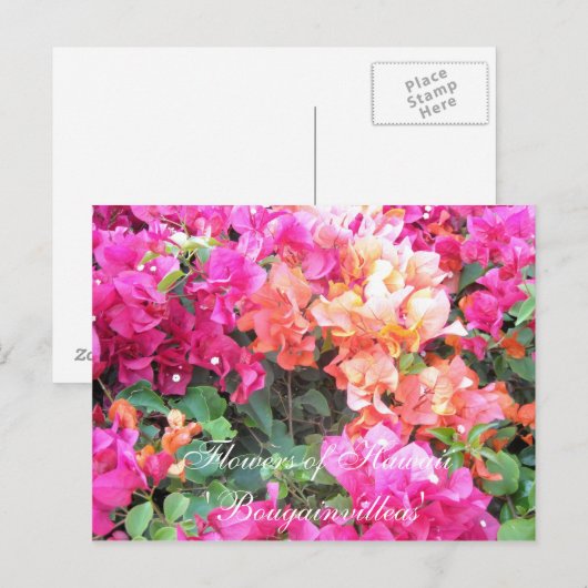 Bloemen van Hawaii Briefkaart (Voorkant / Achterkant)