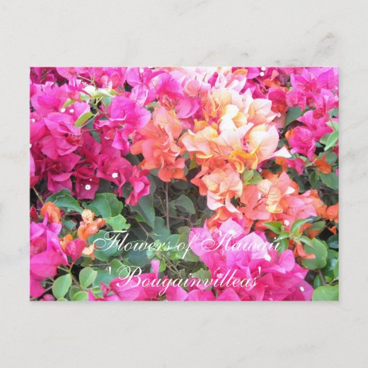 Bloemen van Hawaii Briefkaart (Voorkant)