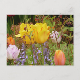 Bloemen van het Briefkaart van de Tenderheid