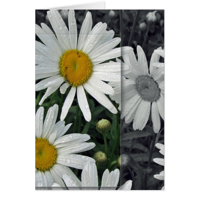 Bloemen van het meer - Daisies (Voorkant)