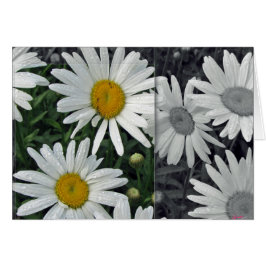 Bloemen van het meer - Daisies