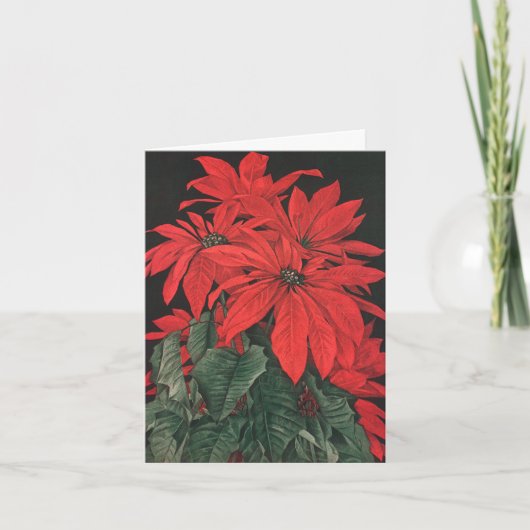 Bloemen van het Plant van de Poinsettia van Feestdagen Kaart (Voorkant)