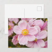 Bloemen van Japanse anemone Briefkaart (Voorkant / Achterkant)