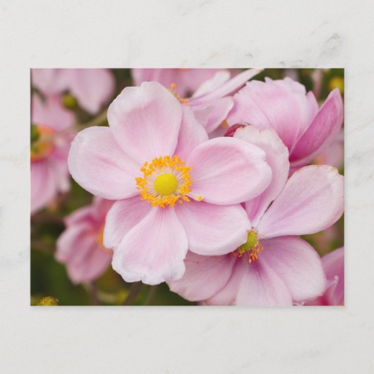 Bloemen van Japanse anemone Briefkaart (Voorkant)