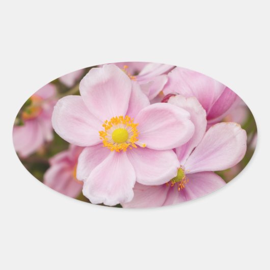 Bloemen van Japanse anemone Ovale Sticker (Voorkant)