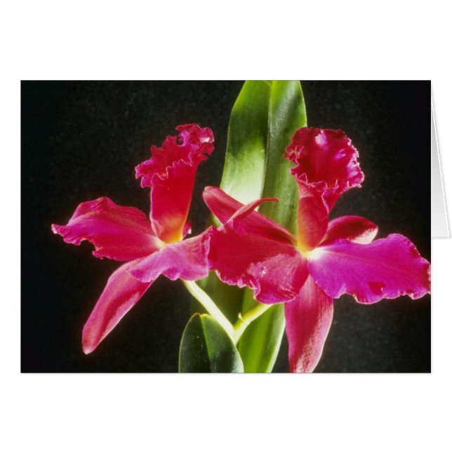 Bloemen van Naokazu'Fire Ball (Potinara) (Voorkant Horizontaal)